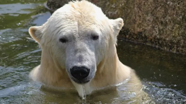 badender Eisbär