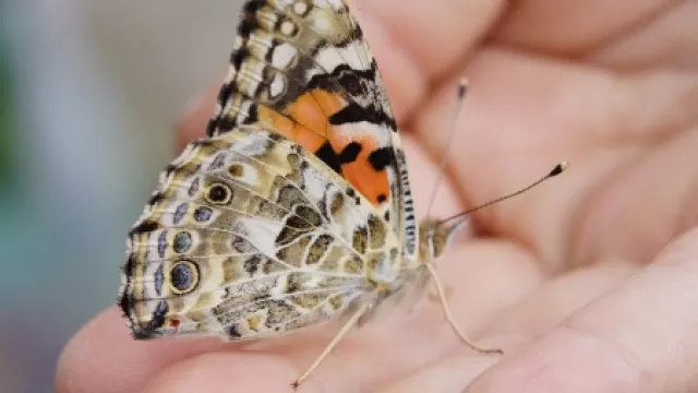 Schmetterling, der auf einer Hand sitzt