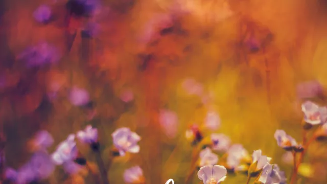 Ein Blumenfeld in warmen Farben