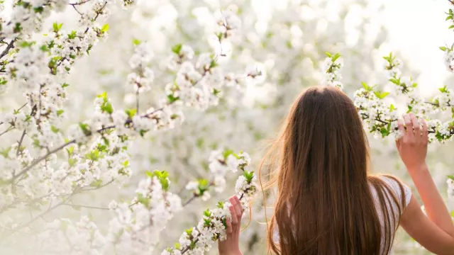 Frau im weißen Kleid, die ihren Rücken zur Kamera wendet und an den Blüten eines üppig blühenden Baums riecht